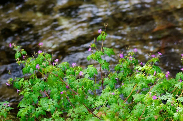 Detalhe Das Flores Erodium Malacoides Uma Espécie Herbácea Perene Pertencente — Fotografia de Stock