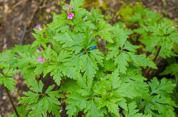 Szczegóły Kwiatów Erodium Malacoides Gatunków Zielnych Wieloletnich Należących Rodziny Geraniaceae — Zdjęcie stockowe