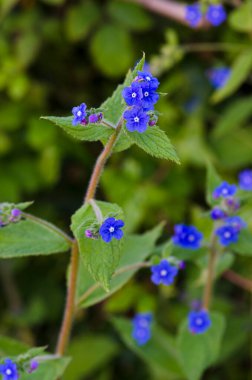 Anchusa officinalis çiçekleri, tıbbi özellikleri olan Boraginaceae ailesine ait bir tür..