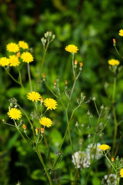 Leontodon çiçeklerinin ayrıntıları, Asteraceae ailesinin bitkisel bitki cinsi..