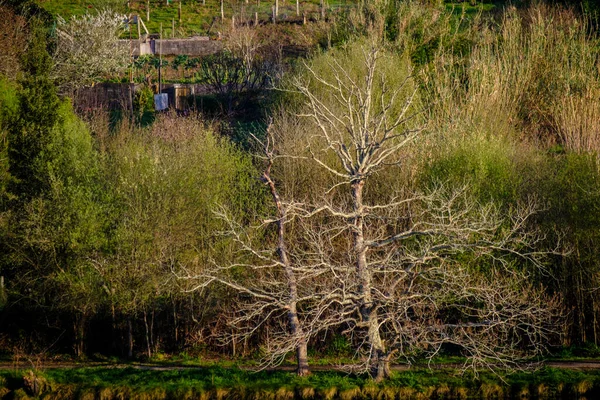 Opadavé Stromy Jednom Břehů Řeky Lerez Který Prochází Městem Pontevedra — Stock fotografie