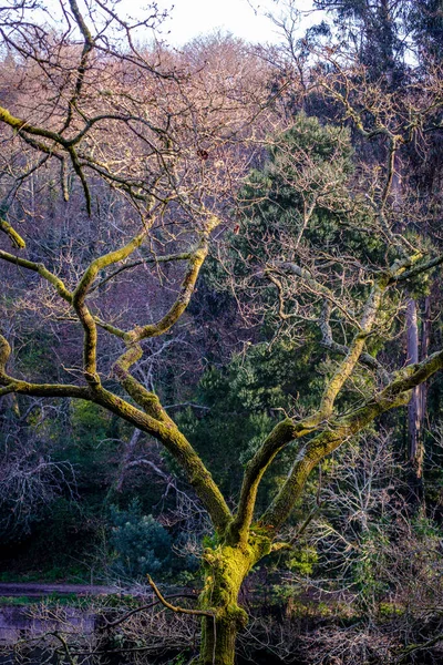 Opadavé Stromy Jednom Břehů Řeky Lerez Který Prochází Městem Pontevedra — Stock fotografie