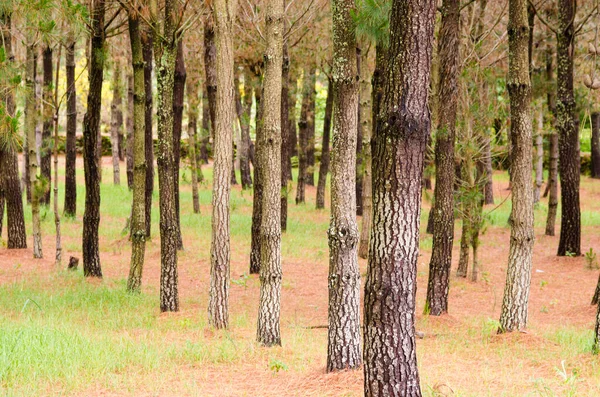 Pinus Ormanı Genellikle Çam Ağacı Olarak Adlandırılan Vasküler Bitki Cinsi — Stok fotoğraf