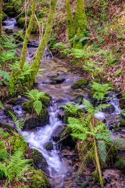 Pequena Torrente Água Que Alimenta Rio Lerez Que Flui Para — Fotografia de Stock