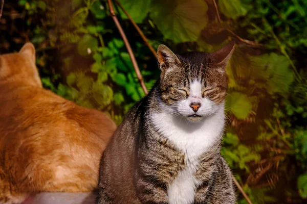 Stray Cat European Breed Basks Sun Its Eyes Closed — 스톡 사진