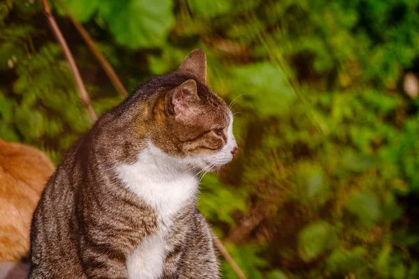 Chat Errant Race Européenne Prélasse Soleil Les Yeux Fermés — Photo