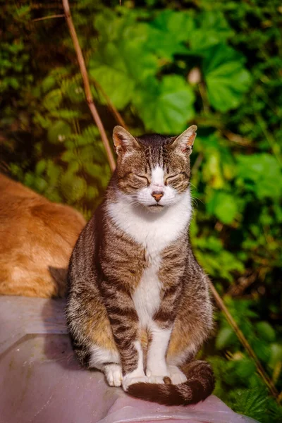 Zbłąkany Kot Europejskiej Rasy Wygrzewa Się Słońcu Zamkniętymi Oczami — Zdjęcie stockowe