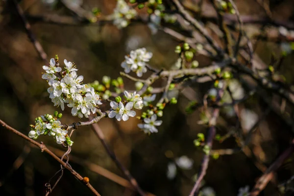 Árvore Fruto Flor Início Primavera Galiza Espanha — Fotografia de Stock