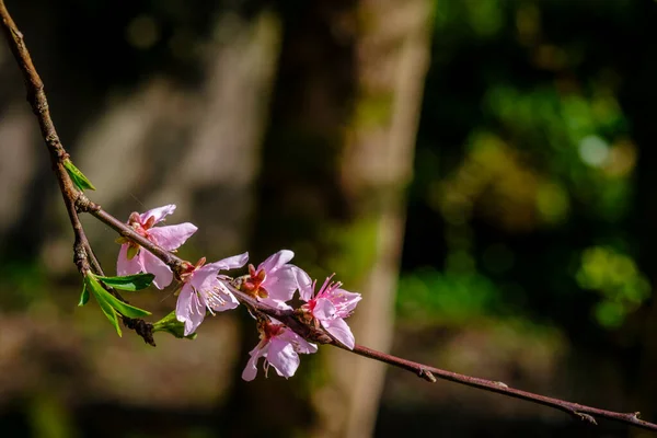 Фруктовое Дерево Цвету Начале Весны Галисии Испания — стоковое фото