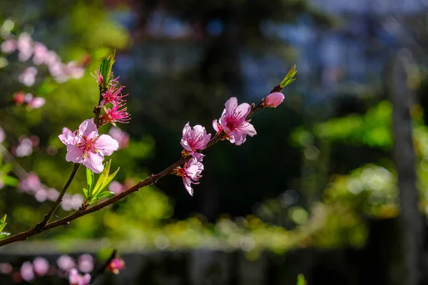 ガリツィアの春の初めに花の果物の木 スペイン — ストック写真