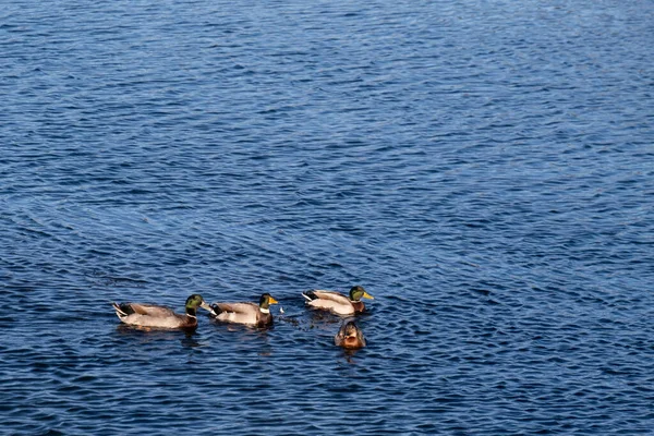 Patos Comunes Nadando Sobre Las Tranquilas Aguas Ría Pontevedra Galicia — Foto de Stock