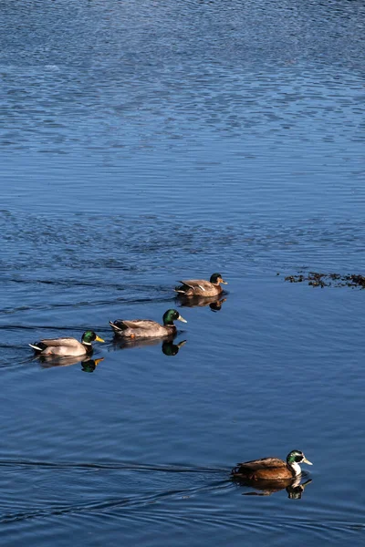 Vanliga Ankor Som Simmar Över Lugna Vatten Ria Pontevedra Galicien — Stockfoto