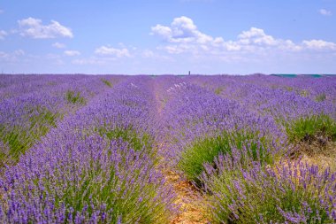Guadalajara 'da (İspanya) lavanta tarlası çiçek açtı)