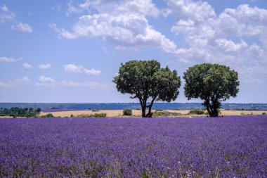Guadalajara 'da (İspanya) lavanta tarlası çiçek açtı)