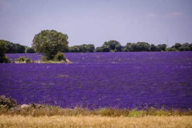 Guadalajara 'da (İspanya) lavanta tarlası çiçek açtı)