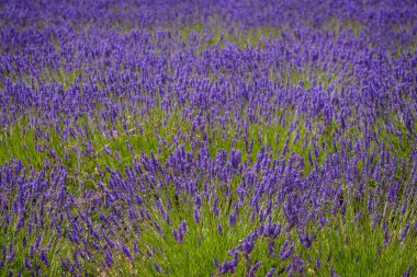 Guadalajara 'da (İspanya) lavanta tarlası çiçek açtı)
