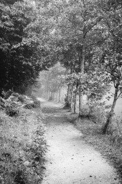 Vilaboa 'daki Castineiras lagünü (İspanya) yakınlarında kırsal bir yolun siyah beyaz fotoğrafı)