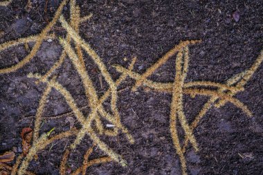 Tree Catkins Castanea, Fagaceae familyasından bir bitki cinsi..