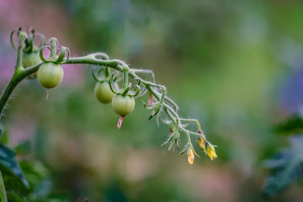 Detalhe Uma Planta Tomate Com Vários Tomates Ainda Fase Crescimento — Fotografia de Stock