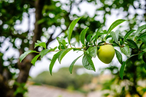 Erikli meyve ağacının ayrıntıları, hala büyüme aşamasında.