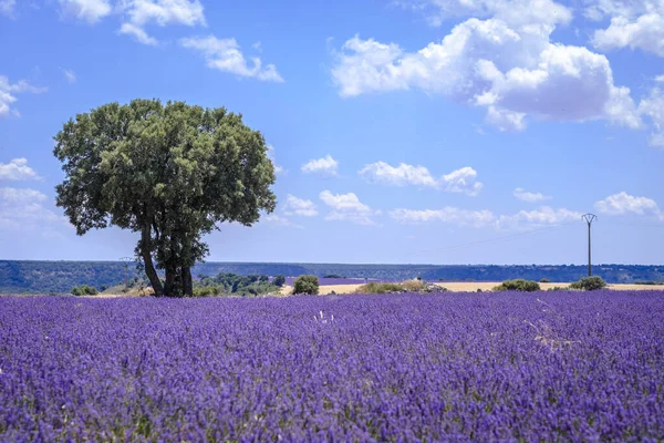 Lavender Field Bloom Province Guadalajara Spain — Stock Photo, Image