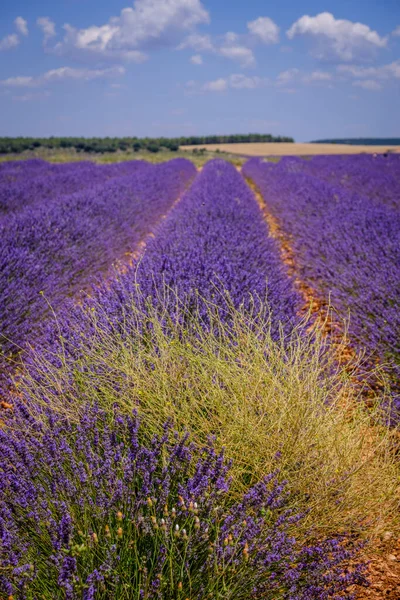 Lavender Field Bloom Province Guadalajara Spain — Stock Photo, Image