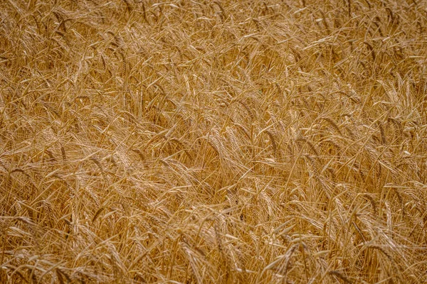 Detail Field Cultivated Wheat Province Guadalajara Spain — Stock Photo, Image