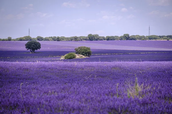 Lavender Field Bloom Province Guadalajara Spain — Stock Photo, Image