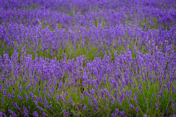 Lavender Field Bloom Province Guadalajara Spain — ストック写真