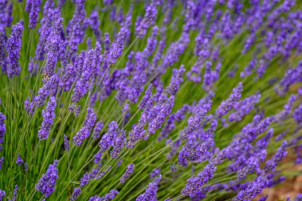 Guadalajara 'da (İspanya) lavanta tarlası çiçek açtı)