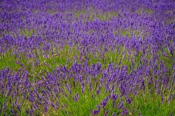 Guadalajara 'da (İspanya) lavanta tarlası çiçek açtı)
