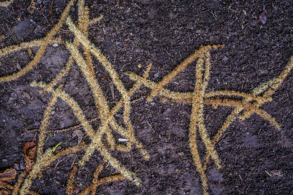 Tree Catkins Castanea, Fagaceae familyasından bir bitki cinsi..