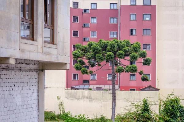 Eine Riesige Araukaria Steht Auf Einem Feld Vor Einem Wohnhaus — Stockfoto