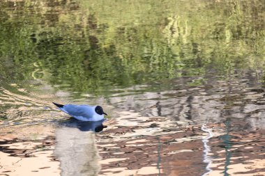 Gülen martılar, Chroicocephalus ridibundus, şehir nehirlerinin kıyısına tüneyerek, hemen hemen her türlü organik enkazla beslenirler..