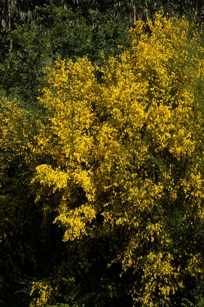 Detalle Spartium Junceum Primavera Llamado Ginesta Planta Perenne Leguminosa Muy — Foto de Stock