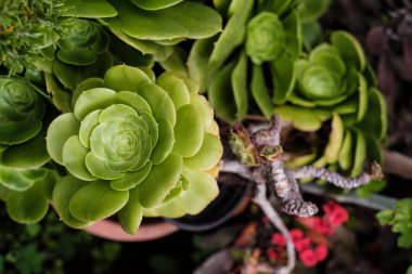 Echeveria 'nın detayları, Crassulaceae ailesine ait bir polifiletik cins..