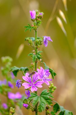 Malvaceae familyasından bir bitki cinsi olan mallow çiçeğinin detayları.