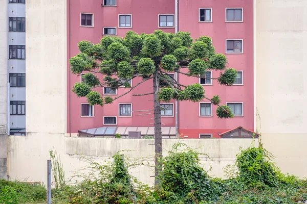 Huge Araucaria Stands Out Field Front Residential Building City Pontevedra — Stockfoto