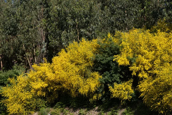스페인갈리시아에 Ginesta Perennial Plant Legume 이라고 불리는 Spartium Junceum 후작으로 — 스톡 사진