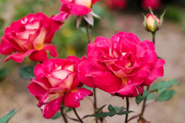 Ogród Różami Grupa Krzewów Kolczastych Kwiatowych Główni Przedstawiciele Rodziny Rosaceae — Zdjęcie stockowe