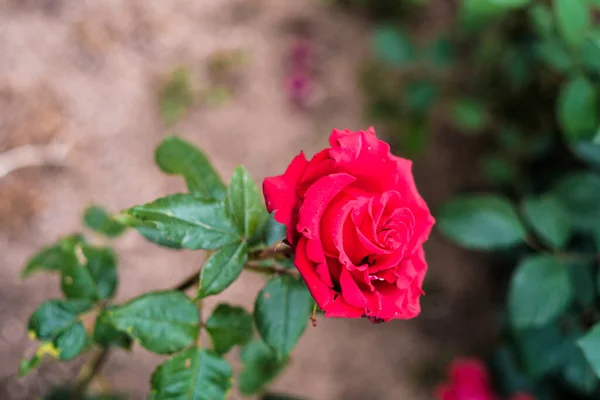 Garden Roses Group Generally Thorny Flowery Bushes Main Representatives Rosaceae — Stock Photo, Image