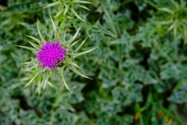 Detail Thistle Flower Vernacular Name Given Different Species Plants Essentially — Stock Photo, Image