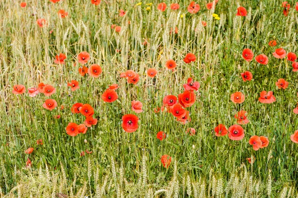 Field Wheat Crops Poppies Appear Ears Rural Area Spain — Stock Photo, Image