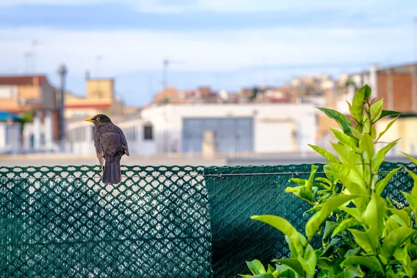 Turdus Merula Melro Comum Numa Cerca Metal Pássaro Passeriforme Família — Fotografia de Stock