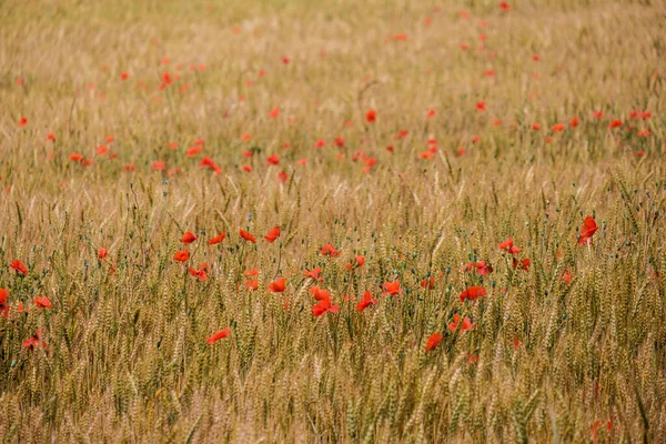 西班牙的一个农村地区种小麦的田里 那里的罂粟长在两穗之间 — 图库照片