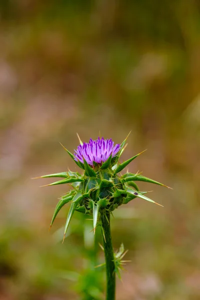 Detail Thistle Flower Vernacular Name Given Different Species Plants Essentially — Stock Photo, Image