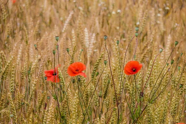 スペインの農村部では 耳の間にケシが現れる小麦作物の畑 — ストック写真