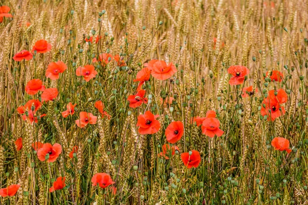 Campo Con Cultivos Trigo Donde Las Amapolas Aparecen Entre Las — Foto de Stock