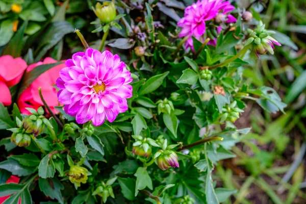 Jardin Avec Beaux Dahlias Roses Fin Printemps Une Plante — Photo