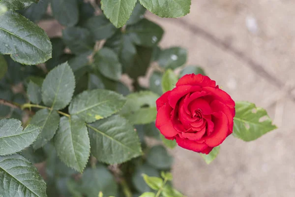 Jardín Con Hermosas Rosas Final Primavera Una Planta — Foto de Stock